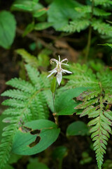 Tricyrtis macropoda