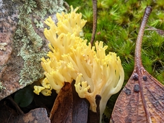 Ramaria lorithamnus