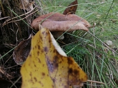 Armillaria borealis