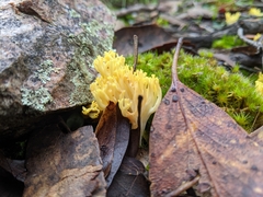 Ramaria lorithamnus