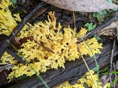 Ramaria lorithamnus