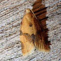 Clepsis consimilana