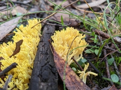 Ramaria lorithamnus