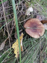 Armillaria borealis