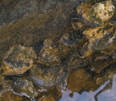 Saccostrea glomerata