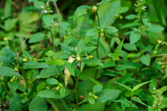 Carpesium divaricatum