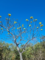 Cochlospermum gillivraei