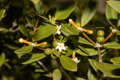 Alyxia buxifolia