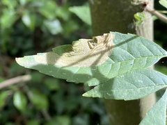 Gracillaria syringella