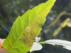 Gracillaria syringella