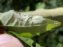 Gracillaria syringella