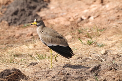 Vanellus senegallus