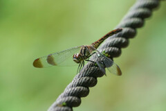 Sympetrum infuscatum
