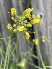 Brassica juncea