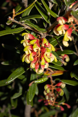 Grevillea aspera