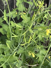 Brassica juncea