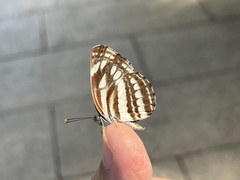 Neptis