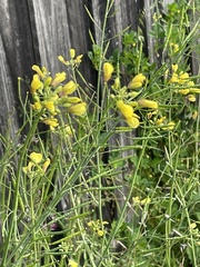 Brassica juncea
