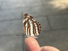 Neptis