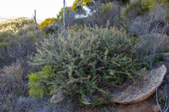 Grevillea aspera