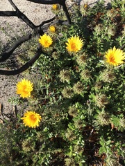 Berkheya barbata