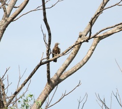 Pernis ptilorhynchus