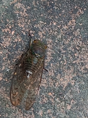 Cicadoidea