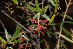 Grevillea aspera
