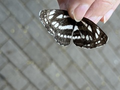 Neptis