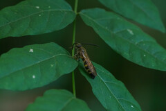 Megacampsomeris prismatica