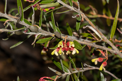 Grevillea aspera