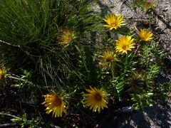 Berkheya barbata