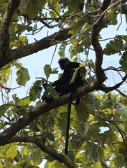 Semnopithecus johnii