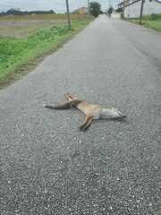 Vulpes vulpes silacea