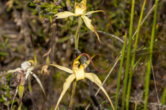 Caladenia zephyra