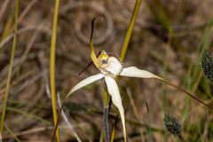 Caladenia zephyra
