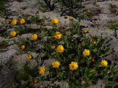 Berkheya barbata