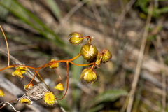 Drosera planchonii