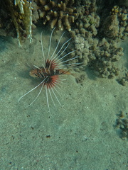 Pterois cincta