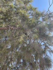 Pinus brutia