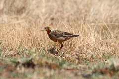 Macronyx capensis colletti