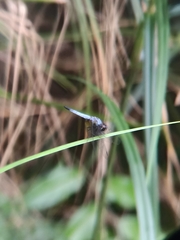 Aethriamanta gracilis