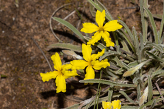 Goodenia willisiana