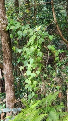 Passiflora herbertiana herbertiana