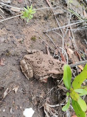 Sclerophrys capensis