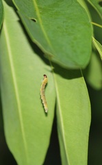 Insecta
