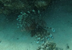 Pterois miles