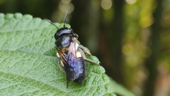 Megachile conjuncta