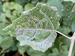 Phyllocnistis labyrinthella