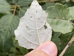 Phyllocnistis labyrinthella